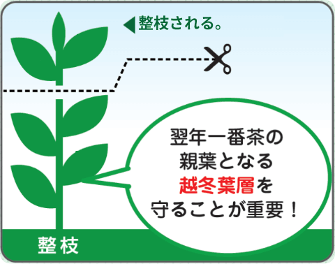 翌年一番茶の親葉となる越冬葉層を守ることが重要！