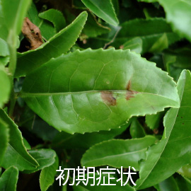 茶葉 炭疽病 初期症状