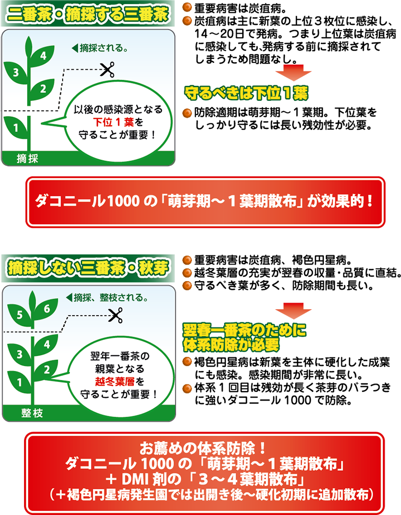 二番茶・摘採する三番茶 ●重要病害は炭疽病。●炭疽病は主に新葉の上位3枚位に感染し、14〜20日で発病。つまり上位葉は炭疽病に感染しても、発病する前に摘採されてしまうため問題なし。→守るべきは下位1葉。●防除適期は萌芽期〜1葉期。下位葉をしっかり守るには長い残光性が必要。ダコニール1000の「萌芽期〜1葉期散布」が効果的!摘採しない三番茶・秋芽 ●重要病害は炭疽病、褐色円星病。●越冬葉層の充実が翌春の収量・品質に直結。●守るべき葉が多く、防除期間も長い。→翌春一番茶のために体系防除が必要。●褐色円星病は新葉を主体に硬化した成葉にも感染。感染期間が非常に長い。●体系1回目は残効が長く茶芽のバラつきに強いダコニール1000で防除。お薦めの体系防除!ダコニール1000の「萌芽期〜1葉期散布」+DMI剤の「3〜4葉期散布」(+褐色円星病発生園では出開き後〜硬化初期に追加散布)
