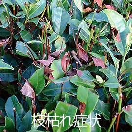 茶葉 輪斑病 枝枯れ症状