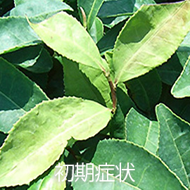 茶葉 新梢枯死症 初期症状
