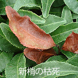 茶葉 新梢枯死症 新梢の枯死