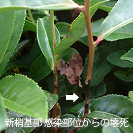 茶葉 新梢枯死症 新梢基部、感染部位からの壊死