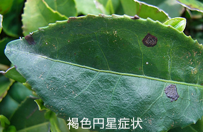 茶葉 褐色円星病 褐色円星症状