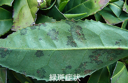 茶葉 褐色円星病 緑斑症状