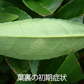 茶葉 網もち病 葉裏の初期症状