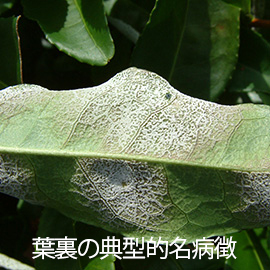 茶葉 網もち病 葉裏の典型的名病徴