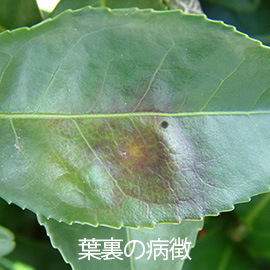 茶葉 網もち病  葉裏の病徴