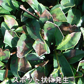 茶葉 赤焼病 スポット状に発生