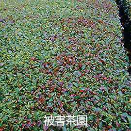 茶葉 赤焼病 被害茶園