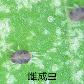 カンザワハダニ(ハダニ)の雌成虫