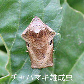 チャハマキ雄成虫