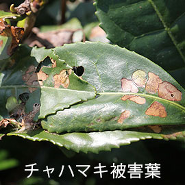 チャハマキ被害葉