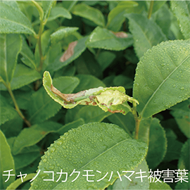 チャノコカクモンハマキの被害葉