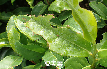ヨモギエダシャク（シャクトリムシ）による被害葉