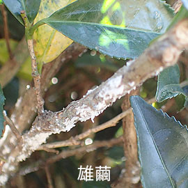 クワシロカイガラムシの雄繭