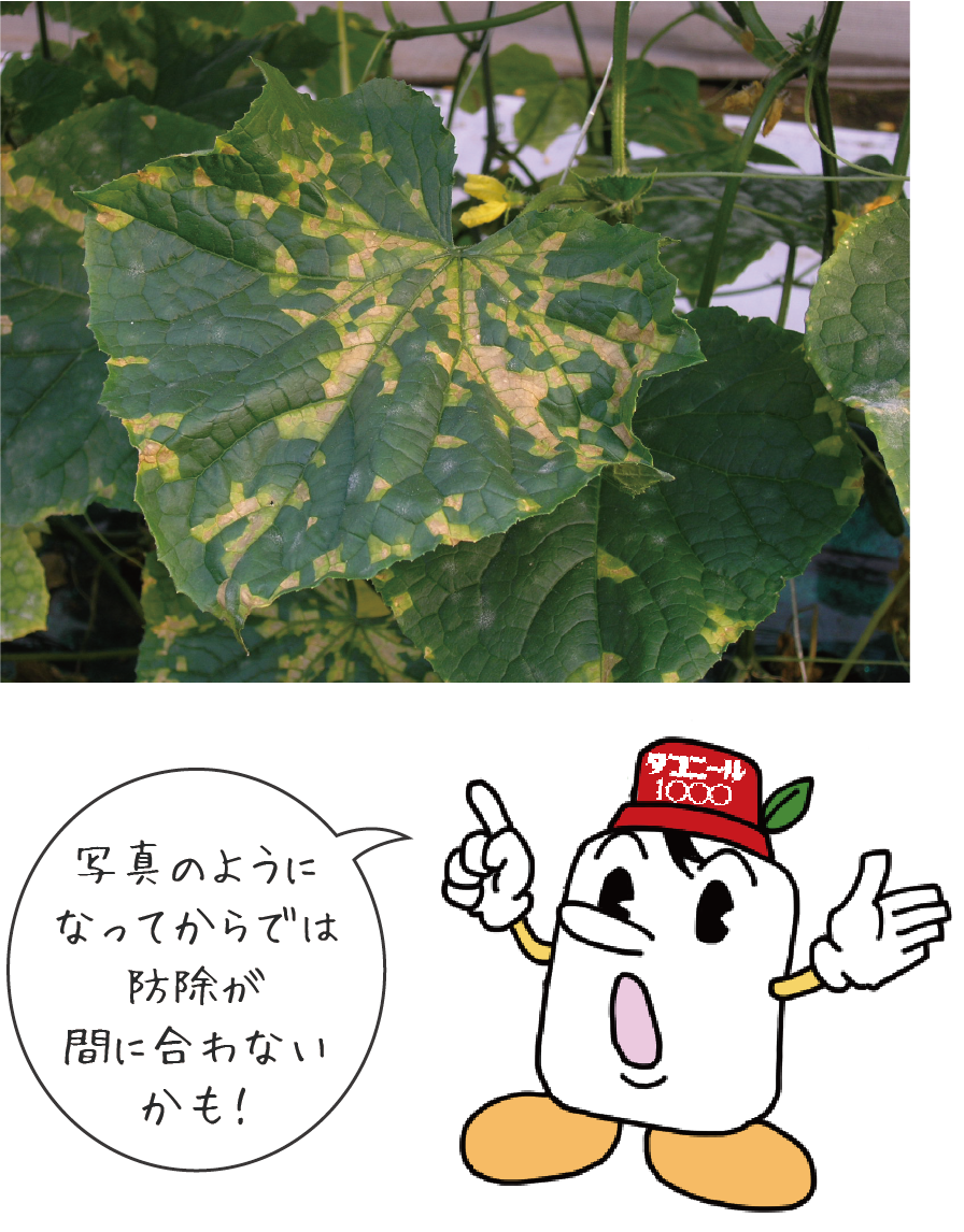 べと病 写真のようになってからでは防除が間に合わないかも!
