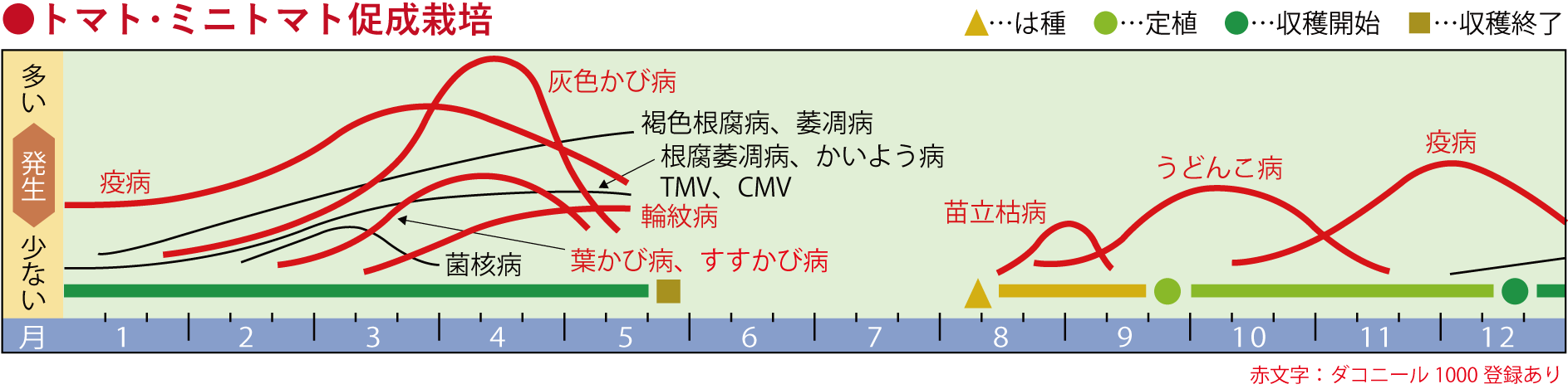 トマト・ミニトマト促成栽培