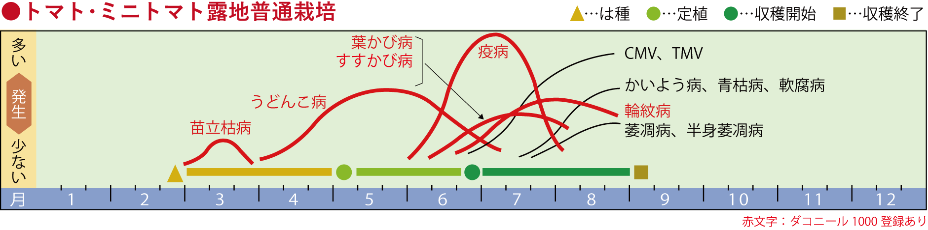 トマト・ミニトマト露地普通栽培