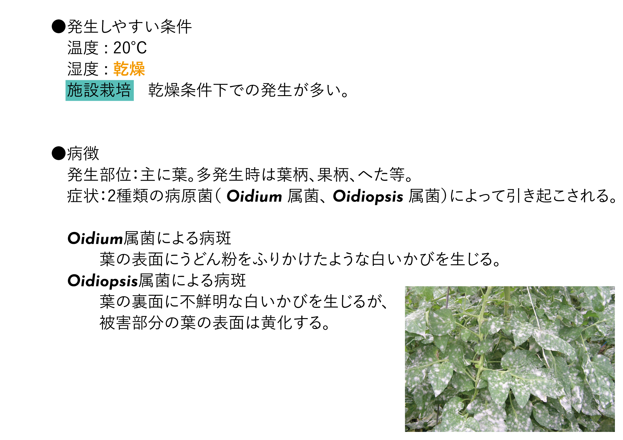 ●発生しやすい条件 温度 : 20℃ 湿度 : 乾燥 施設栽培 乾燥条件下での発生が多い。 ●病徴 発生部位:主に葉。多発生時は葉柄、果柄、へた等。 症状:2種類の病原菌( Oidium 属菌、 Oidiopsis 属菌)によって引き起こされる。 Oidium属菌による病斑 葉の表面にうどん粉をふりかけたような白いかびを生じる。Oidiopsis属菌による病斑 葉の裏面に不鮮明な白いかびを生じるが、被害部分の葉の表面は黄化する。