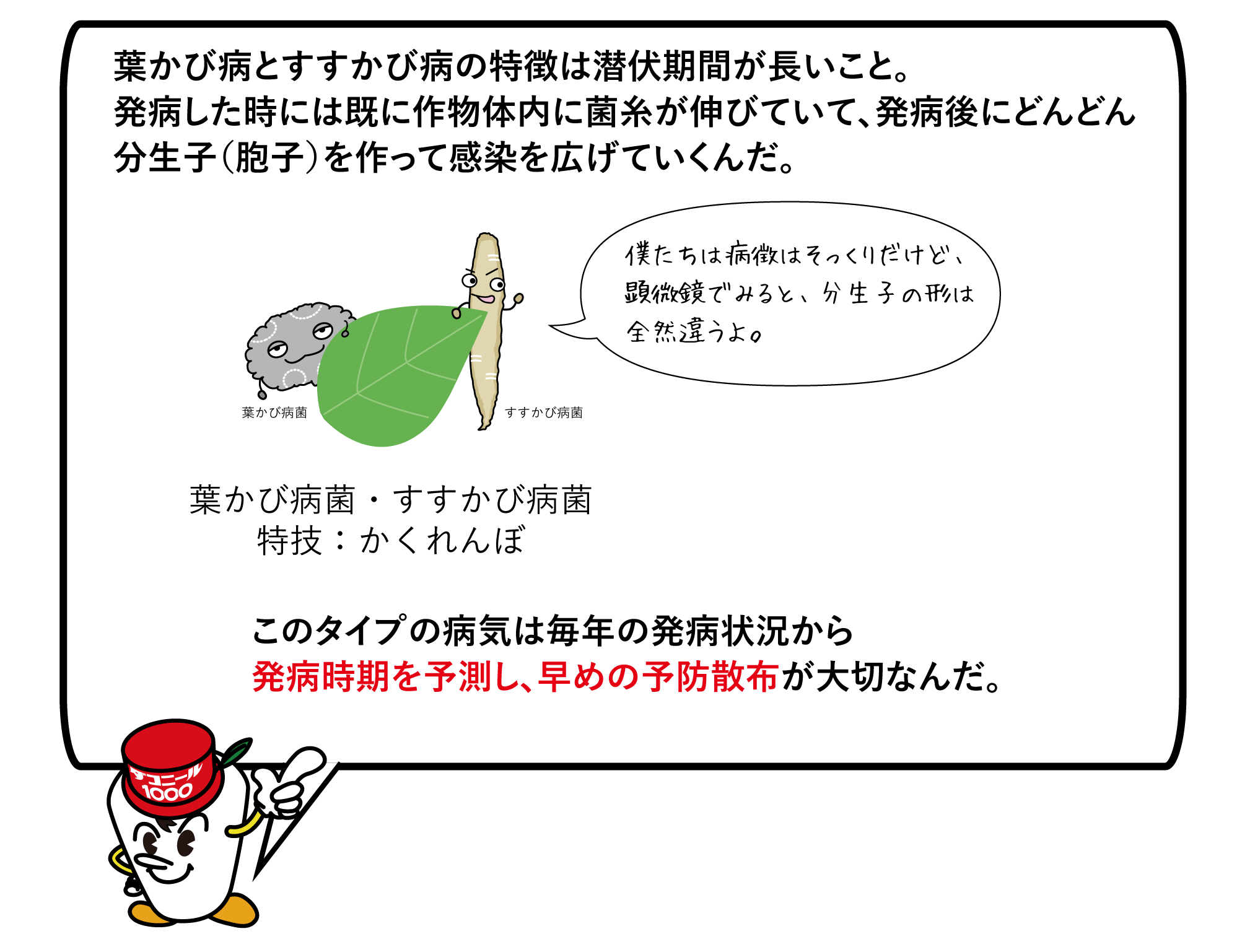 葉かび病とすすかび病の特徴は潜伏期間が長いこと。発病した時には既に作物体内に菌糸が伸びていて、発病後にどんどん分生子(胞子)を作って感染を広げていくんだ。葉かび病菌・すすかび病菌特技:かくれんぼ このタイプの病気は毎年の発病状況から発病時期を予測し、早めの予防散布が大切なんだ。