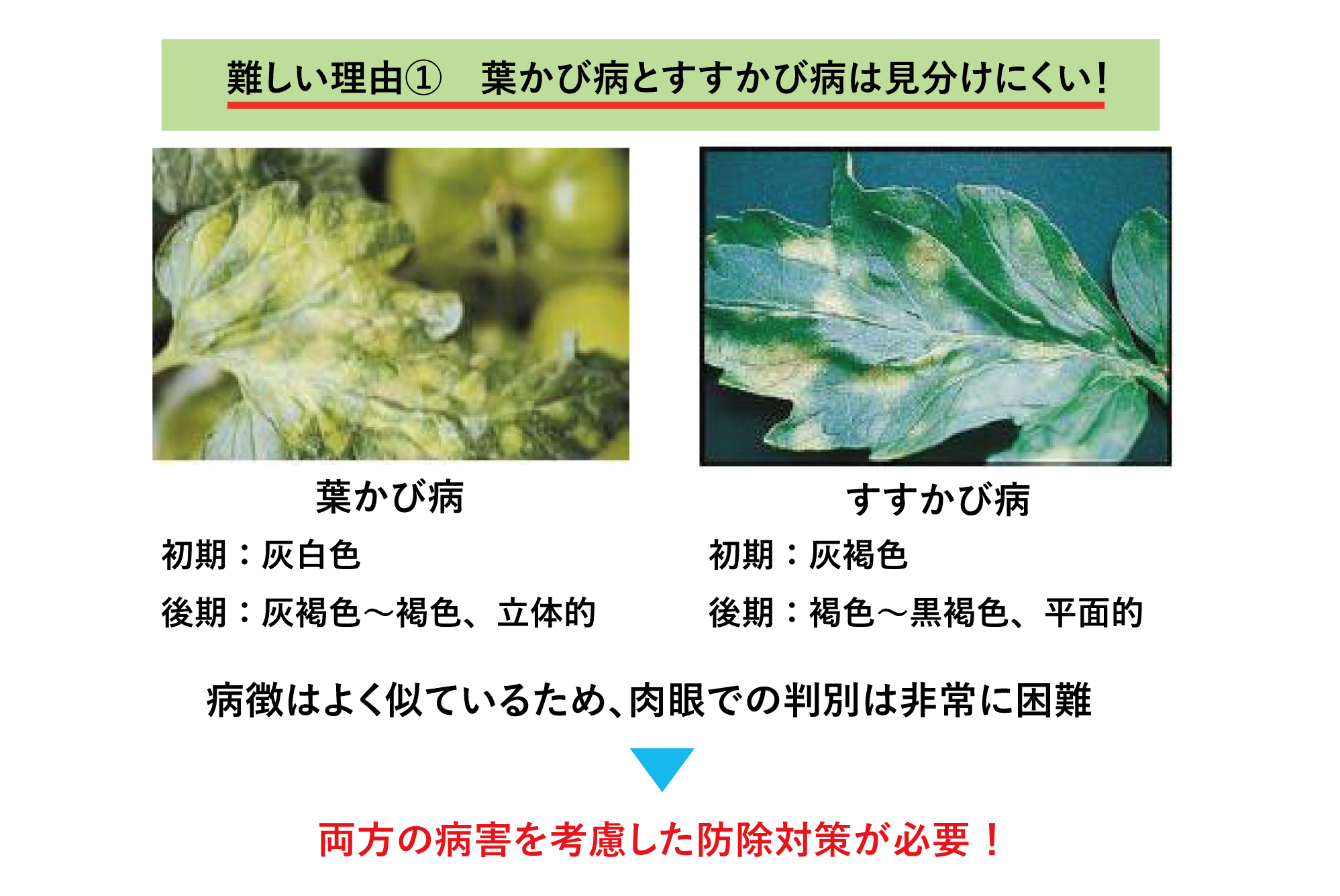 難しい理由① 葉かび病とすすかび病は見分けにくい!